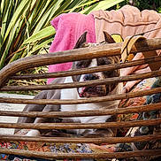 Wayne participe au concours pour gagner de l'argent avec cette photo : dog, pet, animal, portrait, face, eyes, ears, nose, outdoor, garden, tropical_plants, leaves, wicker, chair, furniture, blanket, pink_blanket, floral_fabric, seated, funny