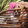 dog, pet, animal, portrait, face, eyes, ears, nose, outdoor, garden, tropical_plants, leaves, wicker, chair, furniture, blanket, pink_blanket, floral_fabric, seated, funny