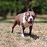 dog, canine, american_bully, brown_and_white, short_hair, muscular, standing, running, open_mouth, tongue, ears, animal_portrait, outdoors, grass, park, trees, nature, sunlight, blurred_background, happy