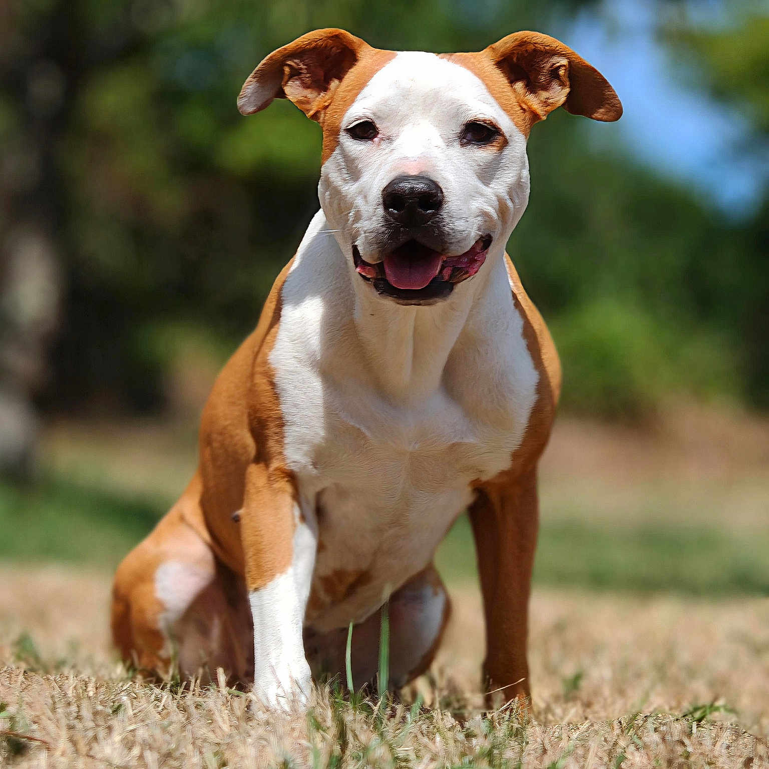 Izzy a rejoint le concours — aidez-le/la à gagner de superbes lots ! dog, puppy, brown_and_white, sitting, smiling, happy, outdoor, grass, park, nature, portrait, close_up, short_hair, floppy_ears, white_chest, brown_fur, pet, canine, blurred_background, sunlight