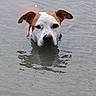 Izzy participe au concours pour gagner de l'argent avec cette photo : dog, canine, swimming, water, wet, head, face, portrait, brown_and_white, short_hair, floppy_ears, collar, outdoor, nature, ripples, reflection, close_up, animal, alert, photography