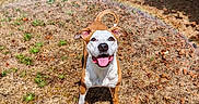 Izzy a rejoint le concours — aidez-le/la à gagner de superbes lots ! dog, brown_and_white, happy, smiling, tongue_out, outdoor, yard, garden, grass, dry_grass, leaves, sunlight, shadow, portrait, standing, tail, curled_tail, pet, animal, lens_flare