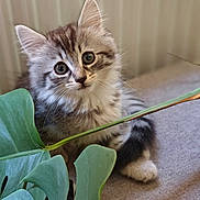 Moon a rejoint le concours — aidez-le/la à gagner de superbes lots ! kitten, cat, fluffy, long_hair, tabby, gray_fur, brown_fur, blue_eyes, animal, pet, portrait, close_up, sitting, indoors, houseplant, leaves, couch, curious, adorable, whiskers