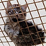 Moon participe au concours pour gagner de l'argent avec cette photo : cat, kitten, fluffy, fur, animal, pet, face, eyes, ears, whiskers, paws, rope, net, mesh, close_up, portrait, looking_at_camera, indoor, adorable, gray