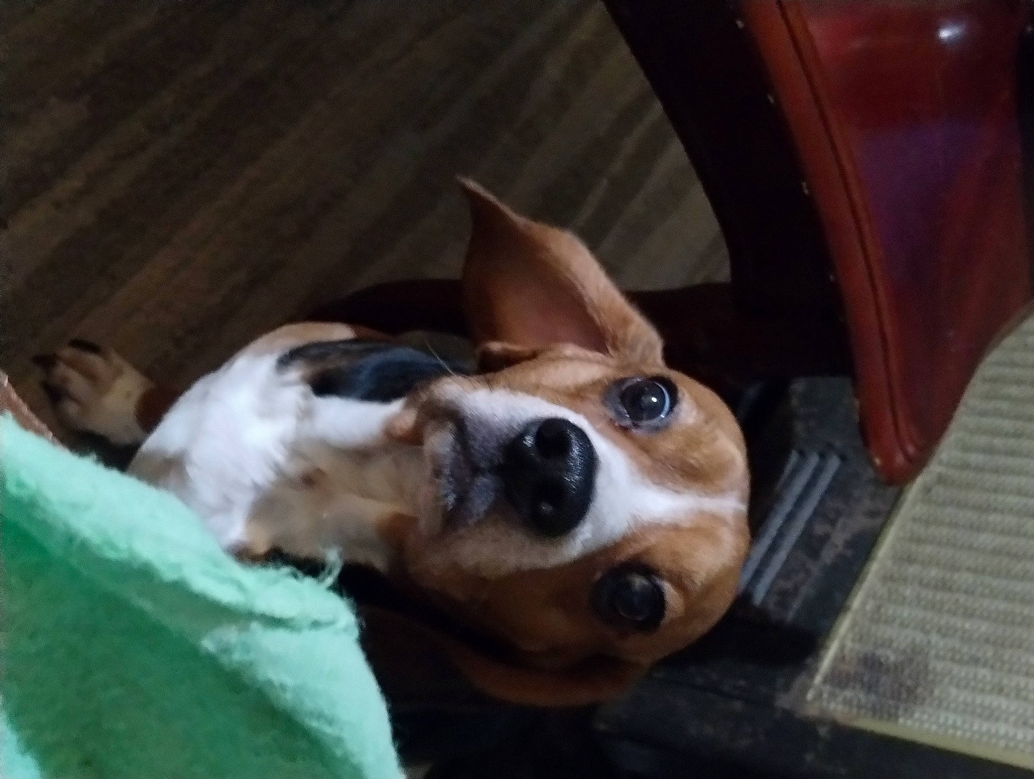 Baxter is registered to the contest to win money with this photo: basset_hound, beagle, beagle_harrier, canidae, carnivore, comfort, companion_dog, dog, dog_breed, ear, fawn, fur, hound, scent_hound, snout, sporting_group, toy_dog, whiskers, wood, working_animal