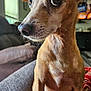Bella joined the competition — help win amazing prizes! dog, pet, small_dog, tan_fur, close_up, indoor, living_room, couch, furniture, animal, whiskers, ears, nose, fur, portrait, companion, cute, curious, sitting, domestic