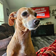 Bella joined the competition — help win amazing prizes! dog, pet, indoor, living_room, couch, blanket, window, television, fur, closeup, tan_dog, canine, domestic_animal, floor, whiskers, ears, snout, expression, home, relaxation