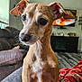 Bella is registered to the contest to win money with this photo: dog, small_dog, pet, indoors, living_room, couch, fur, ears, whiskers, face, eyes, nose, close_up, furniture, window, natural_light, blanket, floor, television, home
