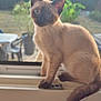 Nestlé a rejoint le concours — aidez-le/la à gagner de superbes lots ! cat, siamese_cat, kitten, windowsill, indoor, curious, blue_eyes, fur, ears, tail, pet, animal, domestic, young, whiskers, window, daylight, blurred_background, home, feline
