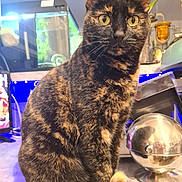 Nestlé participe au concours pour gagner de l'argent avec cette photo : cat, tortoiseshell, pet, animal, indoor, curious, sitting, countertop, aquarium, houseplant, reflection, domestic, feline, whiskers, ears, eyes, fur, tail, home, lighting