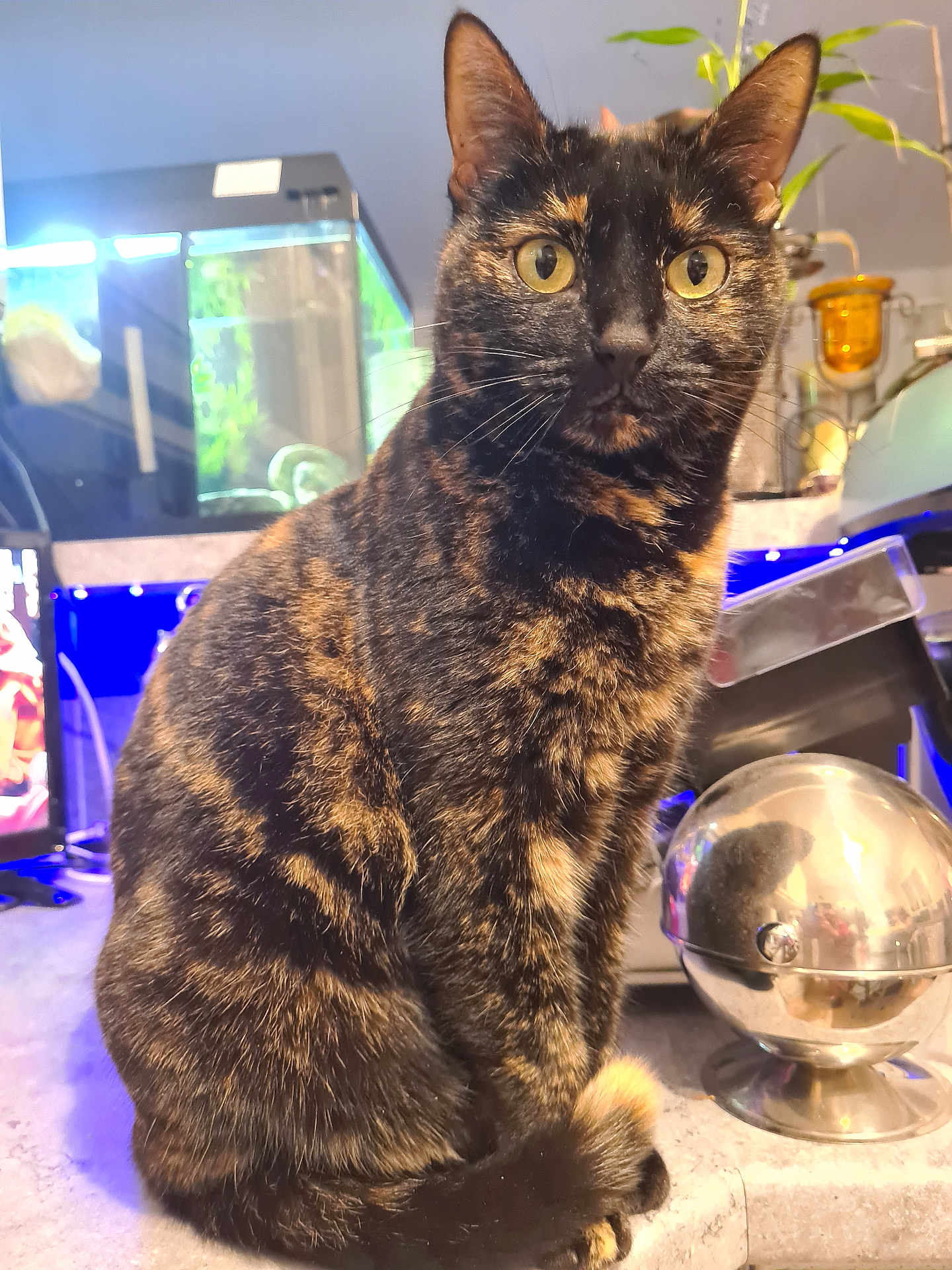 Nestlé participe au concours pour gagner de l'argent avec cette photo : cat, tortoiseshell, pet, animal, indoor, curious, sitting, countertop, aquarium, houseplant, reflection, domestic, feline, whiskers, ears, eyes, fur, tail, home, lighting