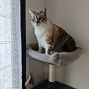 Flocon participe au concours pour gagner de l'argent avec cette photo : animal, cat, cat_tree, cozy, curtain, daylight, ears, feline, fur, home, indoor, looking, perched, pet, resting, soft_light, tabby_cat, tail, whiskers, window