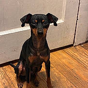 Rocky joined the competition — help win amazing prizes! dog, small_dog, black_dog, tan_markings, ears, wooden_floor, door, indoor, pet, animal, sitting, looking, curious, calm, canine, domestic_animal, floor, fur, portrait, companion