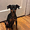 dog, small_dog, black_dog, tan_markings, ears, wooden_floor, door, indoor, pet, animal, sitting, looking, curious, calm, canine, domestic_animal, floor, fur, portrait, companion