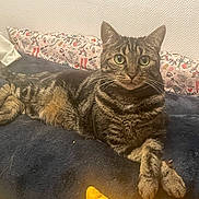 Gazelle a rejoint le concours — aidez-le/la à gagner de superbes lots ! animal, blanket, cat, cozy, crossed_paws, domestic_cat, ears, feline, fur, green_eyes, home, indoor, lying_down, patterned_pillow, pet, pillow, relaxed, resting, tabby_cat, whiskers