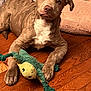 puppy, dog, toy, plush_toy, wooden_floor, pet_bed, indoor, brown_fur, white_chest, lying_down, cute, pet, animal, playful, looking_at_camera, ears, paws, flooring, furniture, cozy