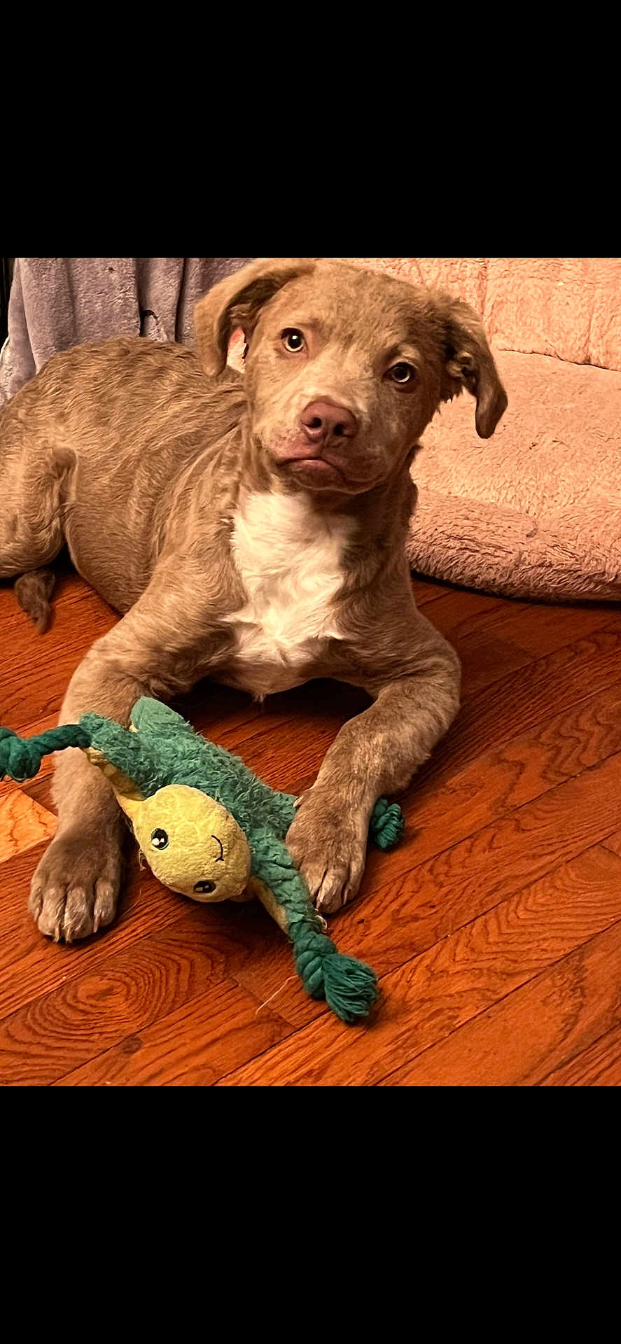 Cappuccino is registered to the contest to win money with this photo: puppy, dog, toy, plush_toy, wooden_floor, pet_bed, indoor, brown_fur, white_chest, lying_down, cute, pet, animal, playful, looking_at_camera, ears, paws, flooring, furniture, cozy