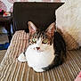 Daisy joined the competition — help win amazing prizes! aegean_cat, american_shorthair, american_wirehair, asian, carnivore, cat, domestic_short_haired_cat, european_shorthair, felidae, fur, kitten, small_to_medium_sized_cats, tabby_cat, whiskers