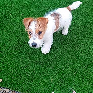 Angel joined the competition — help win amazing prizes! animal, artificial_turf, brown_fur, canine, curious, dog, fluffy, fur, garden, grass, nature, outdoor, pebbles, pet, playful, puppy, small_dog, walking, white_fur, young