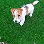 animal, artificial_turf, brown_fur, canine, curious, dog, fluffy, fur, garden, grass, nature, outdoor, pebbles, pet, playful, puppy, small_dog, walking, white_fur, young