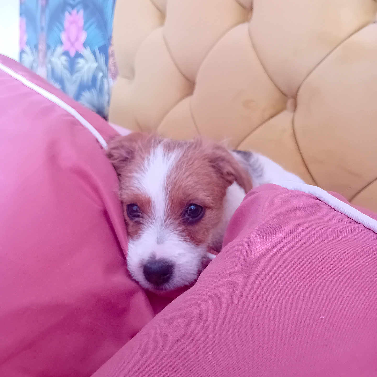 Angel is registered to the contest to win money with this photo: animal, bed, comfort, cozy, cute, dog, domestic_animal, fur, headboard, indoor, pet, pillows, pink, puppy, relaxed, resting, small, snuggled, soft, young