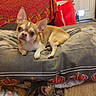 chihuahua, dog, cat, tabby_cat, cushion, blanket, indoor, pet, relaxing, sleeping_cat, small_dog, bedroom, knitted_blanket, patterned_fabric, animal, resting, cozy, household, furniture, cute