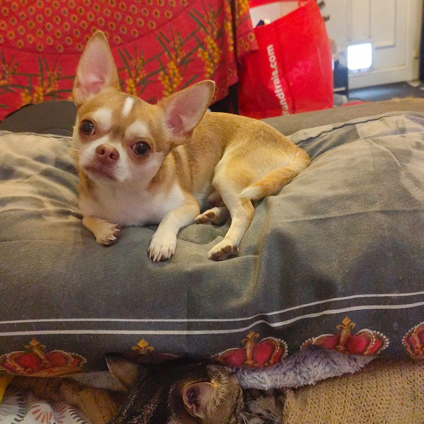 Willow a rejoint le concours — aidez-le/la à gagner de superbes lots ! chihuahua, dog, cat, tabby_cat, cushion, blanket, indoor, pet, relaxing, sleeping_cat, small_dog, bedroom, knitted_blanket, patterned_fabric, animal, resting, cozy, household, furniture, cute