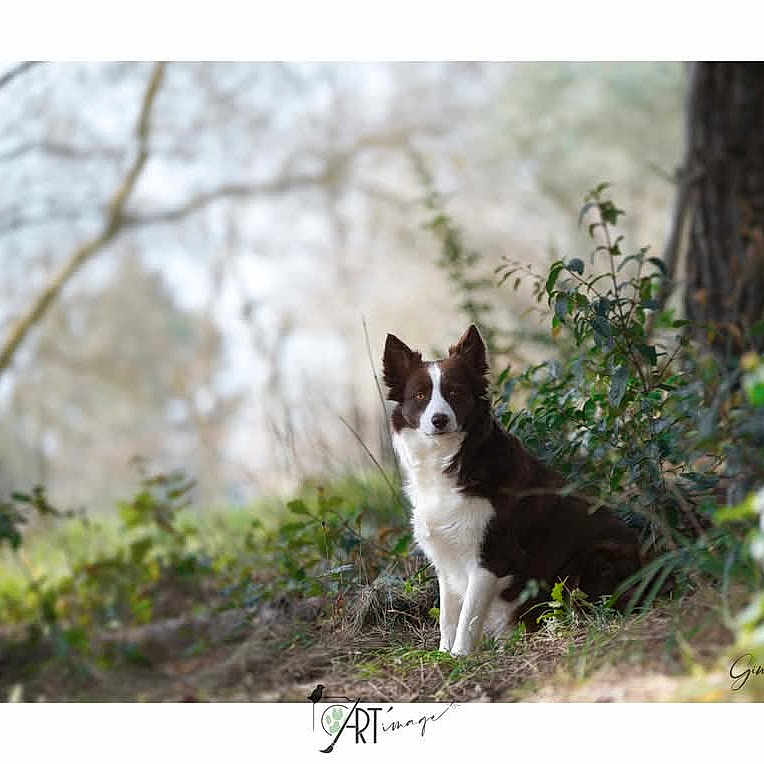 Roxy participe au concours pour gagner de l'argent avec cette photo : animal, bostonbull, canine, collie, dog, eskimodog, husky, indoors, interiordesign, land, nature, outdoors, person, pet, plant, tree, treetrunk, vegetation, walkingdog, woodland