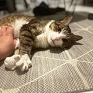 Malou a rejoint le concours — aidez-le/la à gagner de superbes lots ! cat, pet, hand, rug, indoor, closeup, tabby, white_fur, paw, relaxing, curious, texture, floor, domestic_animal, animal, feline, cute, resting, touch, companion