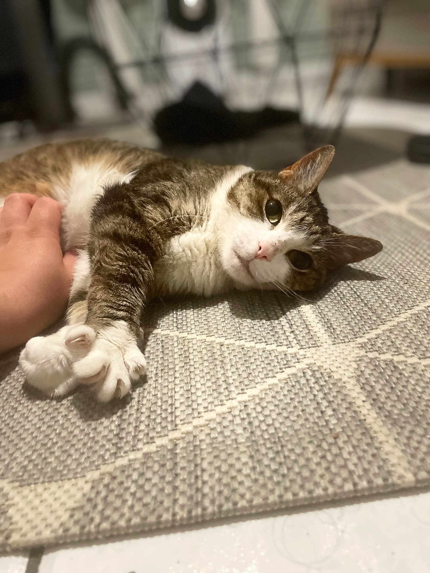 Malou a rejoint le concours — aidez-le/la à gagner de superbes lots ! cat, pet, hand, rug, indoor, closeup, tabby, white_fur, paw, relaxing, curious, texture, floor, domestic_animal, animal, feline, cute, resting, touch, companion