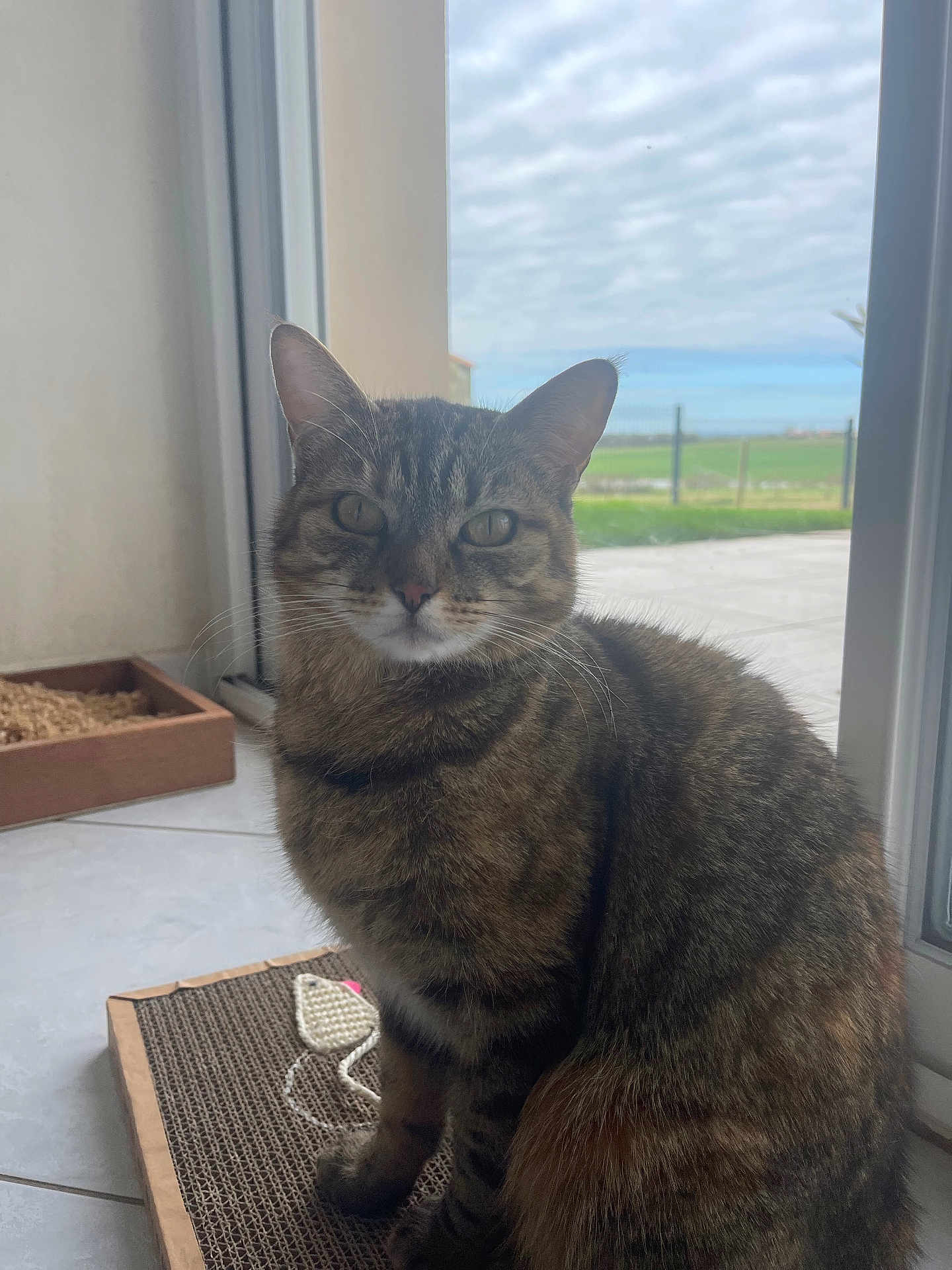 Minette a rejoint le concours — aidez-le/la à gagner de superbes lots ! cat, tabby_cat, pet, indoor, scratching_pad, toy_mouse, glass_door, window, floor_tile, feline, animal, domestic_animal, looking, sitting, closeup, whiskers, ears, fur, natural_light, calm
