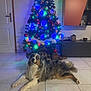 Aïna a rejoint le concours — aidez-le/la à gagner de superbes lots ! australian_shepherd, background, canine, christmas_tree, colorful_lights, decorations, dog, festive, fur, happy, holiday, home, indoor, living_room, long_hair, ornaments, pet, relaxed, smiling, tile_floor