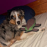 Aïna a rejoint le concours — aidez-le/la à gagner de superbes lots ! animal, australian_shepherd, bed, blue_eyes, comfort, companion, cute, dog, fur, household, indoor, laying_down, pet, pillow, purple_wall, relaxing, stuffed_toy, toy, white_bedspread, wooden_headboard