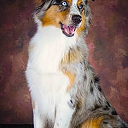 Aïna a rejoint le concours — aidez-le/la à gagner de superbes lots ! dog, australian_shepherd, blue_eyes, sitting, portrait, fur, multi_colored, white_fur, brown_fur, black_fur, animal, pet, canine, studio_photo, background, texture, calm, cute, fluffy, indoor