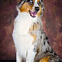 dog, australian_shepherd, blue_eyes, sitting, portrait, fur, multi_colored, white_fur, brown_fur, black_fur, animal, pet, canine, studio_photo, background, texture, calm, cute, fluffy, indoor