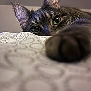 Nessa participe au concours pour gagner de l'argent avec cette photo : cat, close_up, paw, bed, blanket, pattern, feline, curious, indoor, soft_focus, ears, whiskers, green_eyes, fur, animal, pet, cozy, relaxed, resting, cute