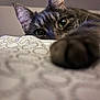 cat, close_up, paw, bed, blanket, pattern, feline, curious, indoor, soft_focus, ears, whiskers, green_eyes, fur, animal, pet, cozy, relaxed, resting, cute