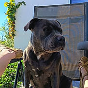 Blue participe au concours pour gagner de l'argent avec cette photo : dog, canine, pet, sitting, chair, outdoor, patio, garden, sunlight, black_coat, muscular, short_hair, floppy_ears, brown_eyes, white_chest, serious, portrait, home, plants, architecture