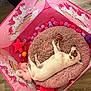 animal, colorful, cute, dog, floor, fluffy_cushion, indoor, peaceful, pet, pink, playpen, rainbow, relaxing, resting, sleeping, small_dog, stuffed_toy, toy, unicorn, wooden_floor