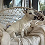 Ollie a rejoint le concours — aidez-le/la à gagner de superbes lots ! animal, blanket, calm, cozy, daylight, dog, ears, fur, furniture, home, indoor, pet, porch, relaxation, resting, rope, sitting, white_dog, window, woven_chair