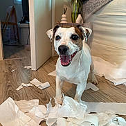 Ollie a rejoint le concours — aidez-le/la à gagner de superbes lots ! animal, brown_spot, canine, cheerful, cute, dog, floor, fur, happy, home, indoor, living_room, mess, pet, playful, small_dog, smiling, toilet_paper, white_dog, wooden_floor