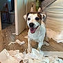 animal, brown_spot, canine, cheerful, cute, dog, floor, fur, happy, home, indoor, living_room, mess, pet, playful, small_dog, smiling, toilet_paper, white_dog, wooden_floor