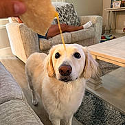 Teddy Reyna joined the competition — help win amazing prizes! animal, blurred_background, carpet, cheese, chip, couch, dog, expression, floor, food, fur, golden_retriever, home, indoor, living_room, person, pet, snack, table, waiting