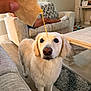 animal, blurred_background, carpet, cheese, chip, couch, dog, expression, floor, food, fur, golden_retriever, home, indoor, living_room, person, pet, snack, table, waiting