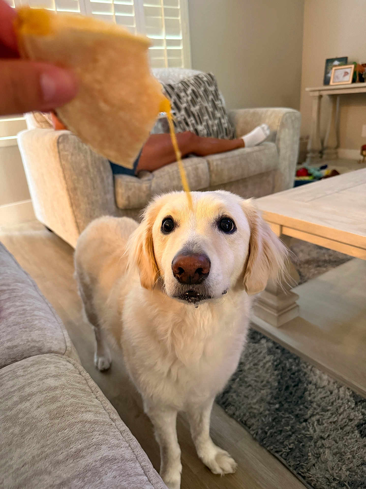 Teddy Reyna joined the competition — help win amazing prizes! animal, blurred_background, carpet, cheese, chip, couch, dog, expression, floor, food, fur, golden_retriever, home, indoor, living_room, person, pet, snack, table, waiting