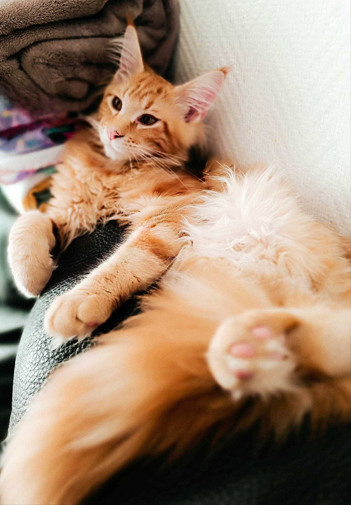 Owen a rejoint le concours — aidez-le/la à gagner de superbes lots ! bed, carnivore, cat, claw, comfort, domestic_short_haired_cat, ear, fawn, felidae, fur, gesture, human_leg, lap, nail, paw, small_to_medium_sized_cats, snout, tail, whiskers, window