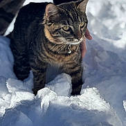 Dashy is registered to the contest to win money with this photo: alert, animal, bell, cat, cold, collar, daylight, fur, hand, human, mammal, nature, outdoor, pet, portrait, snow, tabby_cat, whiskers, white, winter