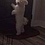 Oakley Aaron is registered to the contest to win money with this photo: animal, blurry, canine, cute, dark, dog, door, floor, fur, glowing_eyes, home, indoor, night, pet, shadow, small_dog, standing, waiting, white_dog, window