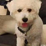 Oakley Aaron is registered to the contest to win money with this photo: animal, collar, companion, couch, cushion, cute, dog, domestic_animal, fluffy, friendly, fur, household, indoor, living_room, pet, portrait, sitting, small_dog, tongue_out, white_dog