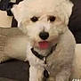 animal, collar, companion, couch, cushion, cute, dog, domestic_animal, fluffy, friendly, fur, household, indoor, living_room, pet, portrait, sitting, small_dog, tongue_out, white_dog